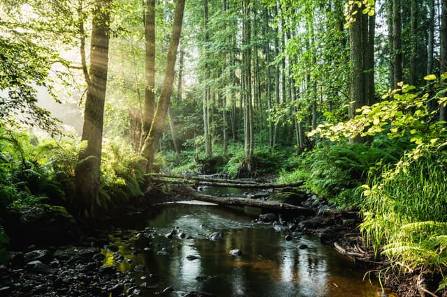 Why Estonia needs to be on every eco-tourist's bucket list