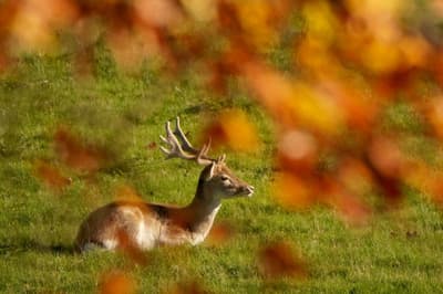 UK wildlife to replace historical figures on next series of banknotes