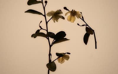 What you need to know about biotech in the perfumery world