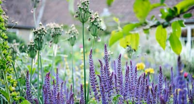 The ultimate guide to planting a city garden full of colour all year