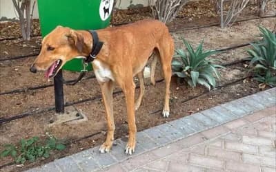 Expats fleeing Dubai abandon pets as they flee war-hit Gulf state