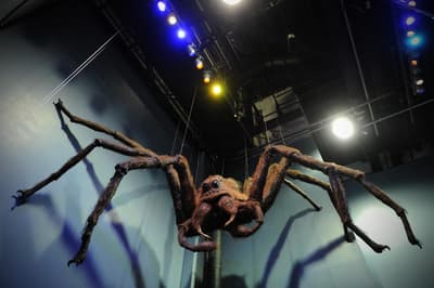 Best spider repellents: Keep creepy crawlies out