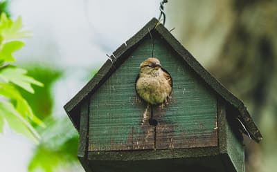 Best birdhouses with cameras: HD and AI-powered models