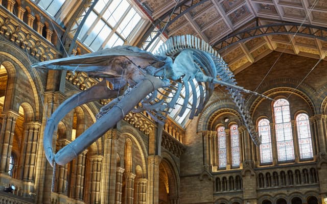 Natural History Museum named UK's most visited tourist attraction