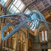 Natural History Museum named UK's most visited tourist attraction
