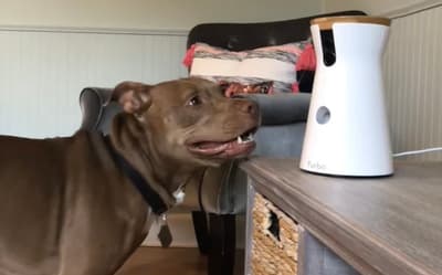 Husband of Met officer found out baby wasn’t his child on dog camera