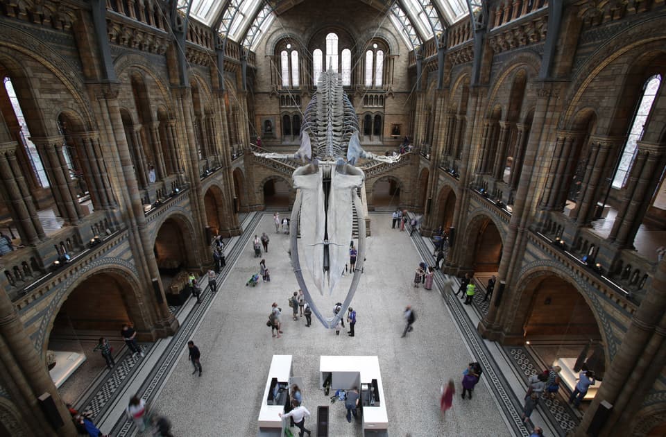 The Natural History Museum