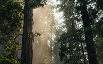 Best patchouli fragrances