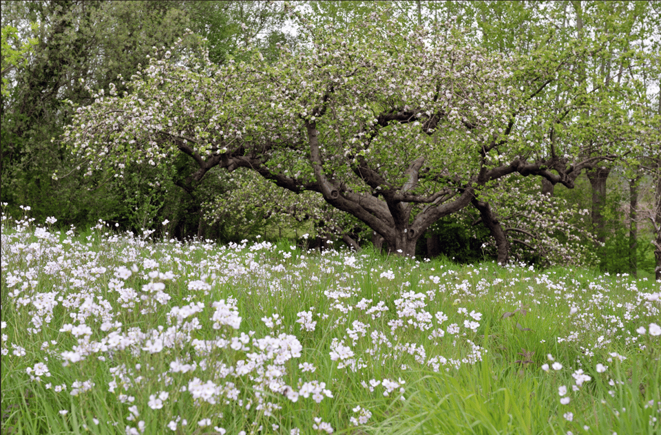 The Chartham to Canterbury walk 