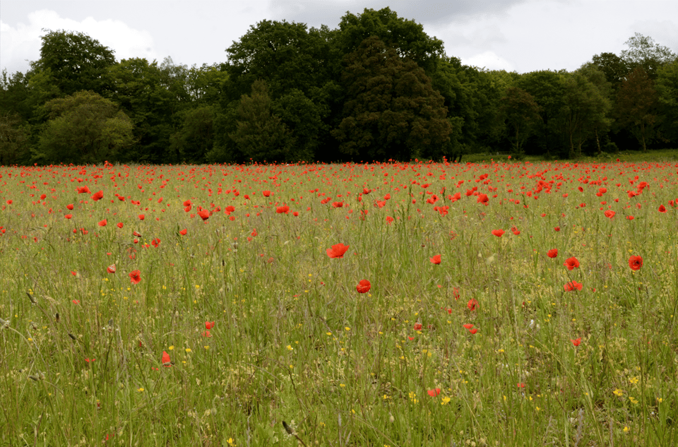 Poppy fields near Cuxton
