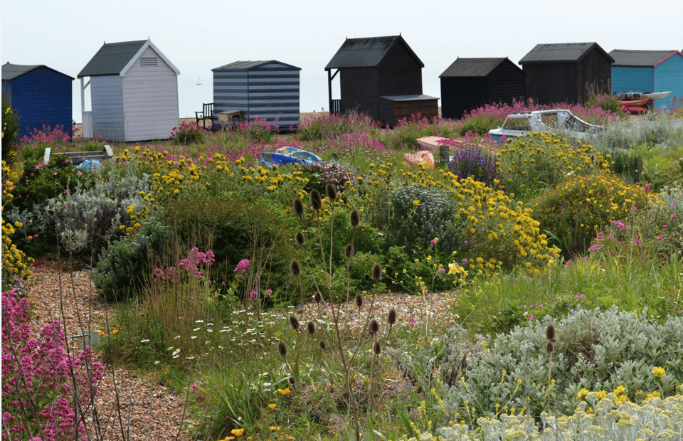 Huts and beautiful wildflowers near Deal 
