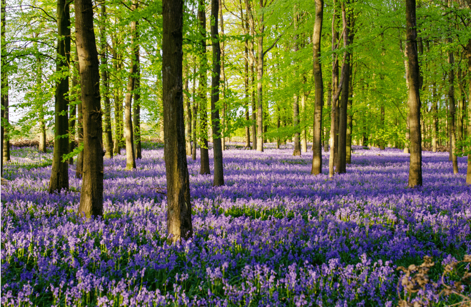 Bluebell forest on the Tring walk 